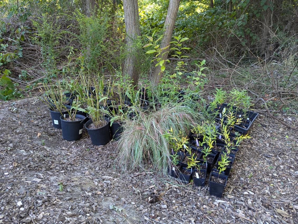 Volunteers planting at Jackson Woods Park